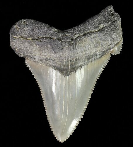 Serrated, Angustidens Tooth - Megalodon Ancestor #70516
